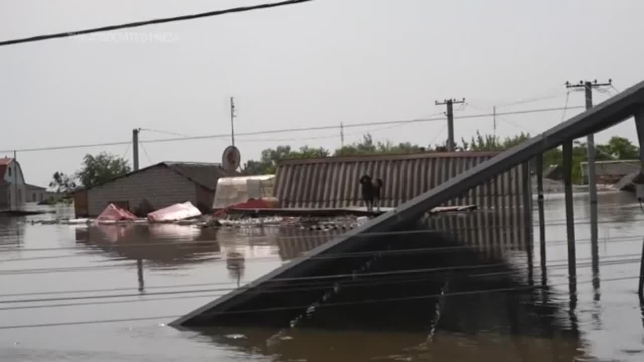 Animals rescued from flood-hit Kherson region